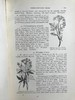 1911年 野外花朵图鉴 96幅彩色与245幅黑白木版画插图 漆布精装大32开 商品缩略图14