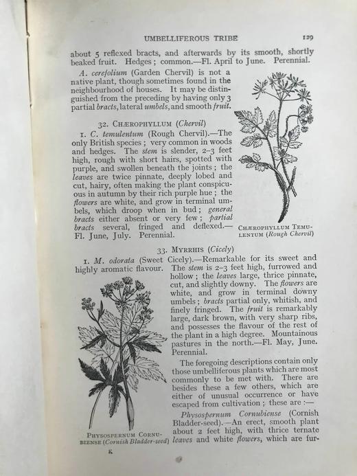 1911年 野外花朵图鉴 96幅彩色与245幅黑白木版画插图 漆布精装大32开 商品图14