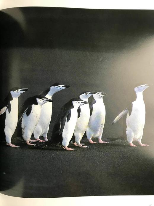 弗兰斯·兰廷企鹅摄影图集 110余幅插图 精装大16开 商品图12