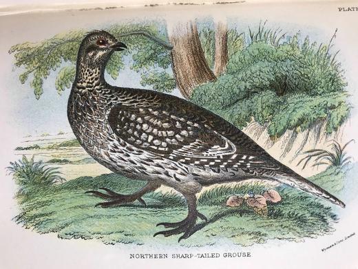 1896年 猎鸟手册（全2卷，真皮脊装） 42幅套色版画与大量黑白文间插图 真皮脊精装32开 商品图10