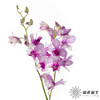 兰花 | 千代兰星空紫 商品缩略图2