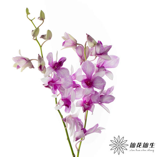 兰花 | 千代兰星空紫 商品图2