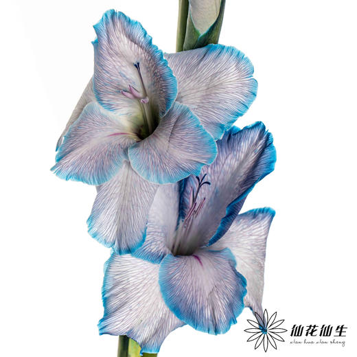 染色剑兰 | 克莱因蓝(上色不一,介意慎拍) 商品图1