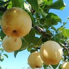 有机梨 | 多品种 香甜无渣 肉质饱满 滋润 |  基地直发包邮*Organic pears 商品缩略图6
