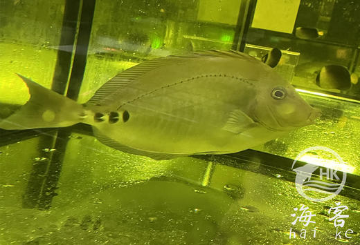 将军吊 商品图1