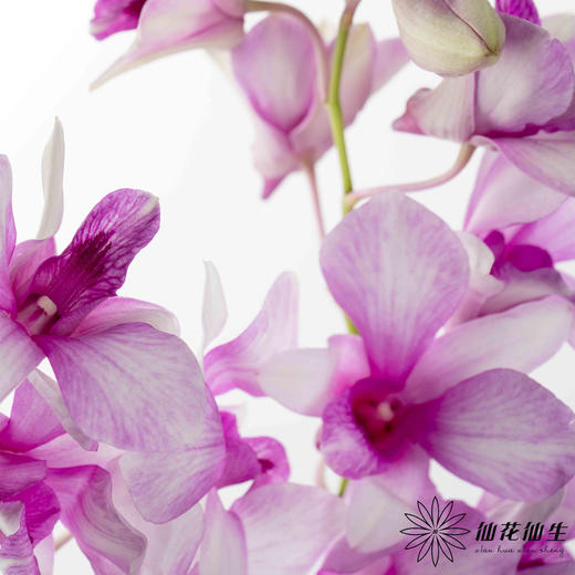 兰花 | 千代兰星空紫 商品图1