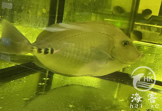 将军吊 商品图0