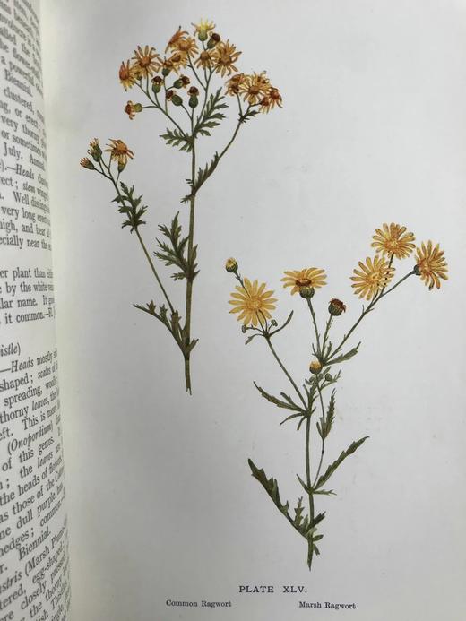 1911年 野外花朵图鉴 96幅彩色与245幅黑白木版画插图 漆布精装大32开 商品图9