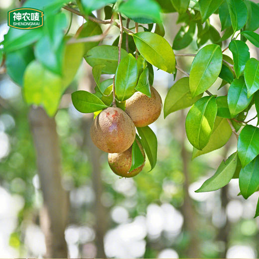 神农唛有机山茶油礼盒500ML*2/盒  A-5717 （效期27-6） 商品图3