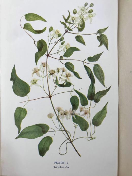 1911年 野外花朵图鉴 96幅彩色与245幅黑白木版画插图 漆布精装大32开 商品图2