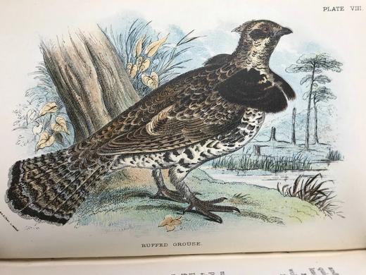 1896年 猎鸟手册（全2卷，真皮脊装） 42幅套色版画与大量黑白文间插图 真皮脊精装32开 商品图9