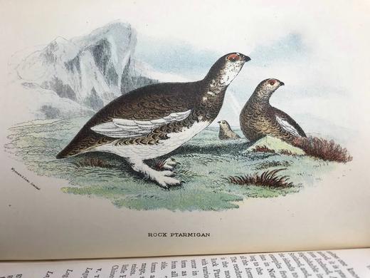 1896年 猎鸟手册（全2卷，真皮脊装） 42幅套色版画与大量黑白文间插图 真皮脊精装32开 商品图12