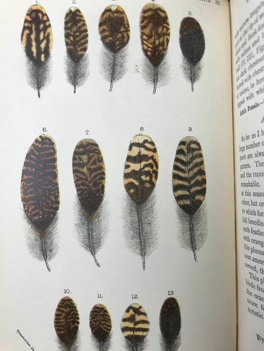1896年 猎鸟手册（全2卷，真皮脊装） 42幅套色版画与大量黑白文间插图 真皮脊精装32开 商品图13