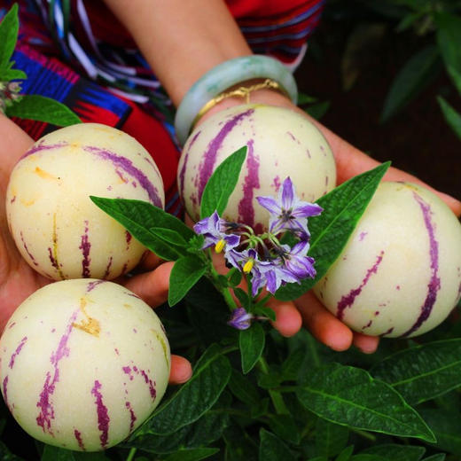 云南石林人参果    水果中的“灌汤包” 清香多汁  皮薄肉厚  水嫩多汁  清甜可口   富含多种微量元素 清甜解渴 商品图3