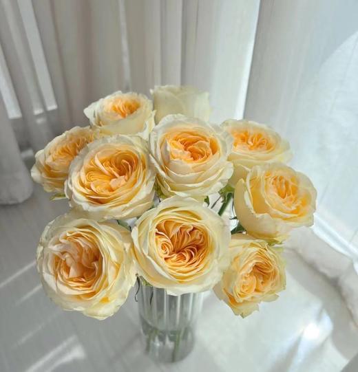 奶油杯玫瑰（10支） 商品图0