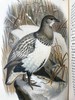 1896年 猎鸟手册（全2卷，真皮脊装） 42幅套色版画与大量黑白文间插图 真皮脊精装32开 商品缩略图8