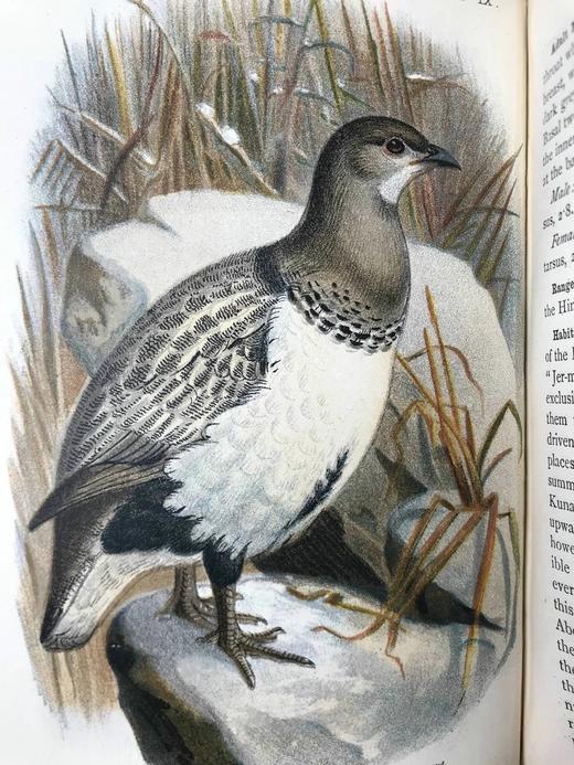 1896年 猎鸟手册（全2卷，真皮脊装） 42幅套色版画与大量黑白文间插图 真皮脊精装32开 商品图8