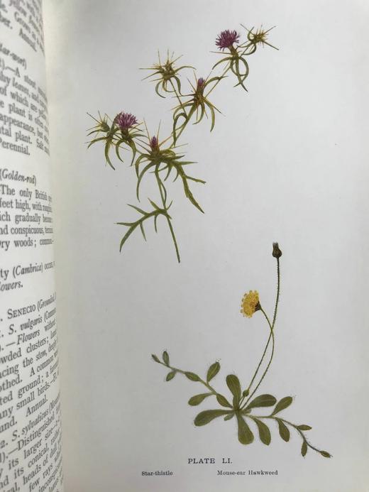 1911年 野外花朵图鉴 96幅彩色与245幅黑白木版画插图 漆布精装大32开 商品图6