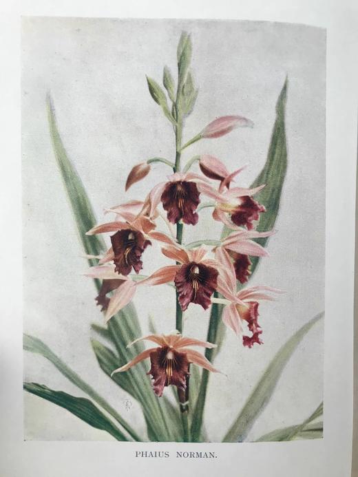 1910年 兰花图鉴  50余幅彩色40余幅黑白插图 漆布精装16开 商品图2