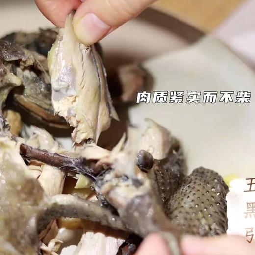【精品五黑鸡母鸡山林散养两年以上】砂锅伴侣鸡汤清澈不浑浊口感紧实不柴（处理后每只净重1.75~2.1斤） 商品图8