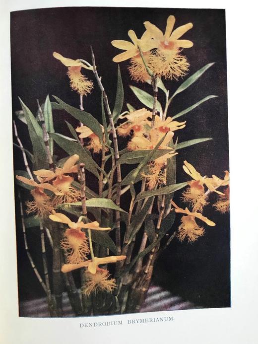 1910年 兰花图鉴  50余幅彩色40余幅黑白插图 漆布精装16开 商品图11