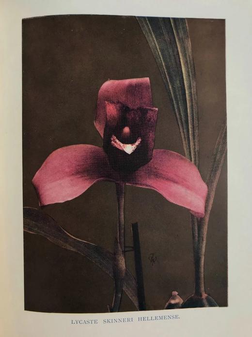 1910年 兰花图鉴  50余幅彩色40余幅黑白插图 漆布精装16开 商品图8