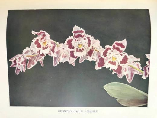 1910年 兰花图鉴  50余幅彩色40余幅黑白插图 漆布精装16开 商品图6