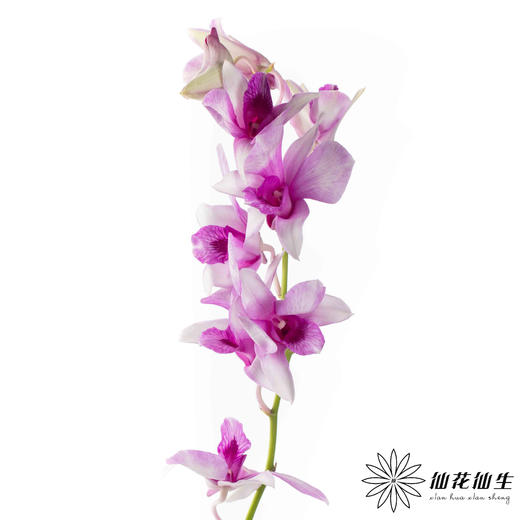 兰花 | 千代兰星空紫 商品图3