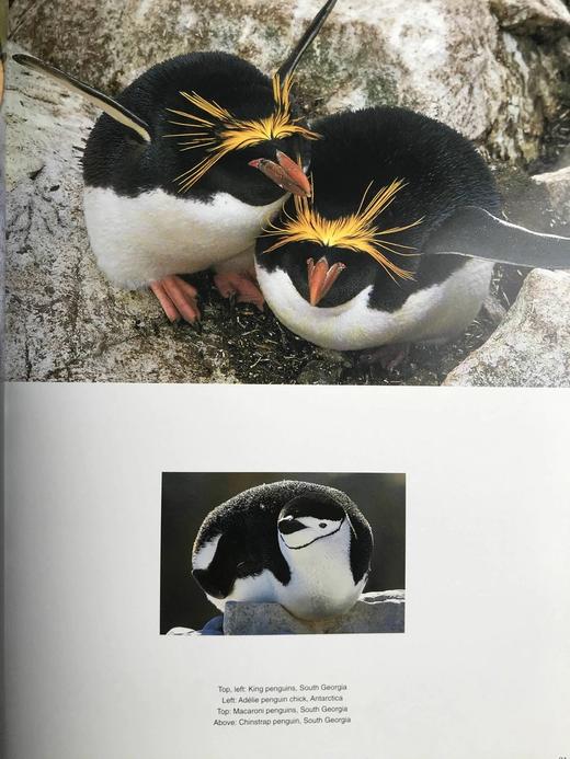 弗兰斯·兰廷企鹅摄影图集 110余幅插图 精装大16开 商品图13