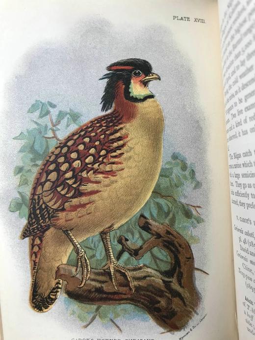 1896年 猎鸟手册（全2卷，真皮脊装） 42幅套色版画与大量黑白文间插图 真皮脊精装32开 商品图14