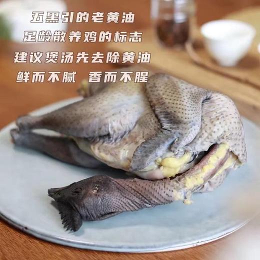 【精品五黑鸡母鸡山林散养两年以上】砂锅伴侣鸡汤清澈不浑浊口感紧实不柴（处理后每只净重1.75~2.1斤） 商品图0