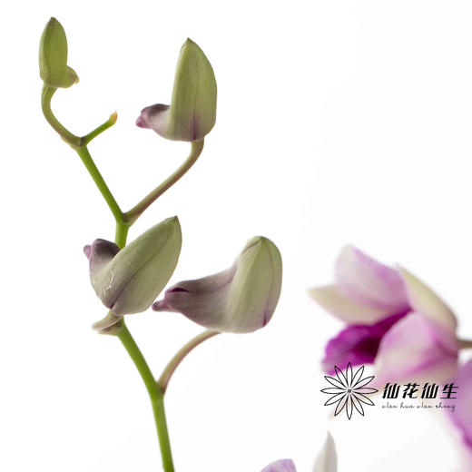 兰花 | 千代兰星空紫 商品图4
