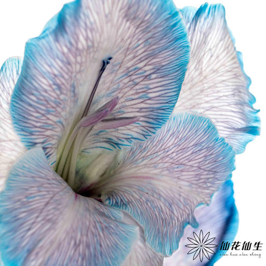 染色剑兰 | 克莱因蓝(上色不一,介意慎拍) 商品图0