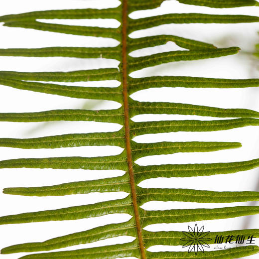 叶材 | 芒其叶 商品图2