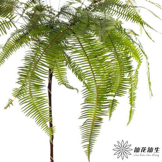 叶材 | 芒其叶 商品图1