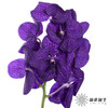 兰花 | 胡姬蓝紫色「轻微损伤瑕疵不售后」 商品缩略图2