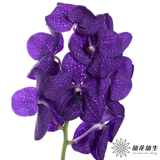 兰花 | 胡姬蓝紫色「轻微损伤瑕疵不售后」 商品图2