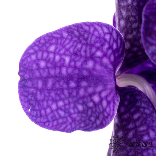 兰花 | 胡姬蓝紫色「轻微损伤瑕疵不售后」 商品图1