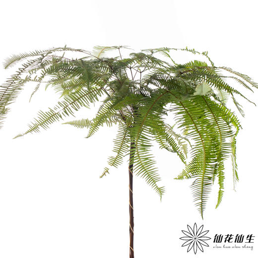 叶材 | 芒其叶 商品图0