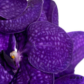 兰花 | 胡姬蓝紫色「轻微损伤瑕疵不售后」