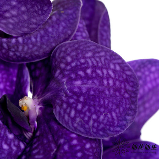兰花 | 胡姬蓝紫色「轻微损伤瑕疵不售后」 商品图0