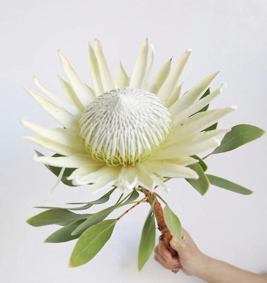 白帝王 北冰洋 单枝 商品图1