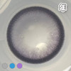 #EMMA 钻石射线 灰、蓝、紫 14.5mm【1片装】舒适推荐 / 年抛 商品缩略图5
