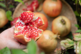 水果中“雅诗兰黛”！红钻软籽石榴