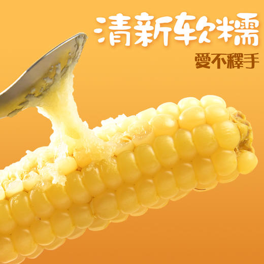 傣族特色·褚橙西双版纳拇指小玉米 老品种放心吃 商品图0