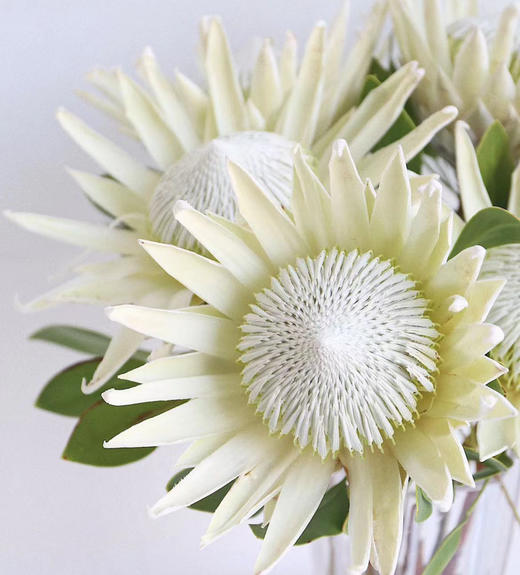 白帝王 北冰洋 单枝 商品图0