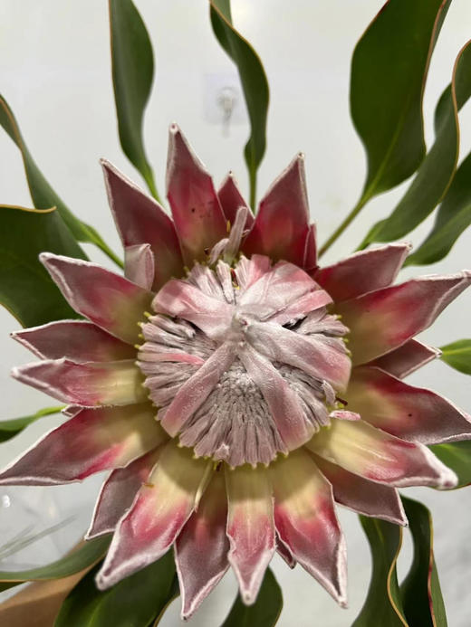 粉帝王 （希娜 ）粉色 单枝 商品图12