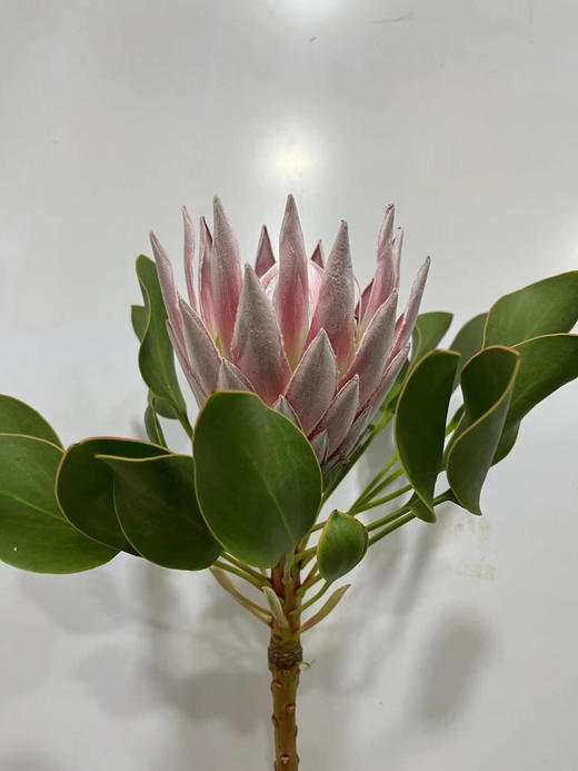 粉帝王 （希娜 ）粉色 单枝 商品图13