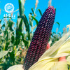 CY-山西忻州黑玉米6根装 商品缩略图4