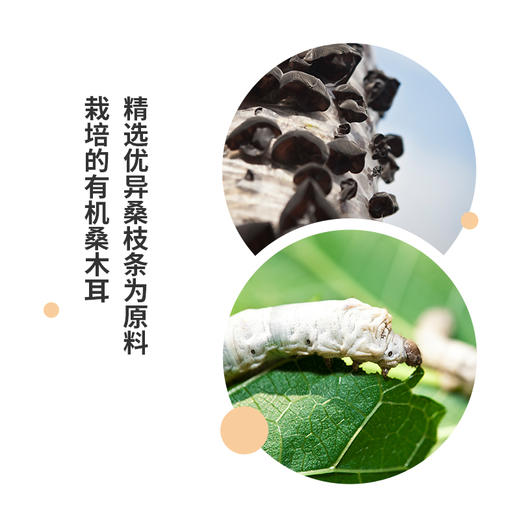 云南有机桑木耳120克 云耳 商品图2